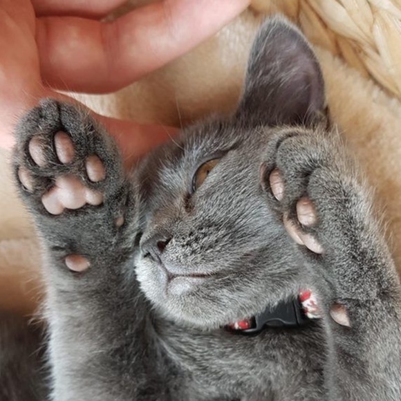 catpawsgoboop